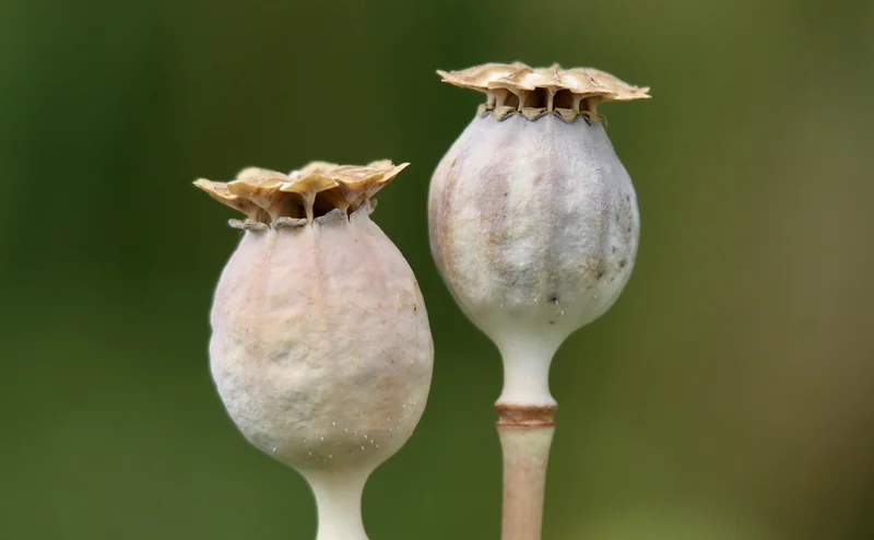 coquelicot