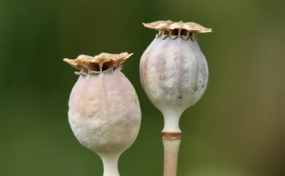 coquelicot